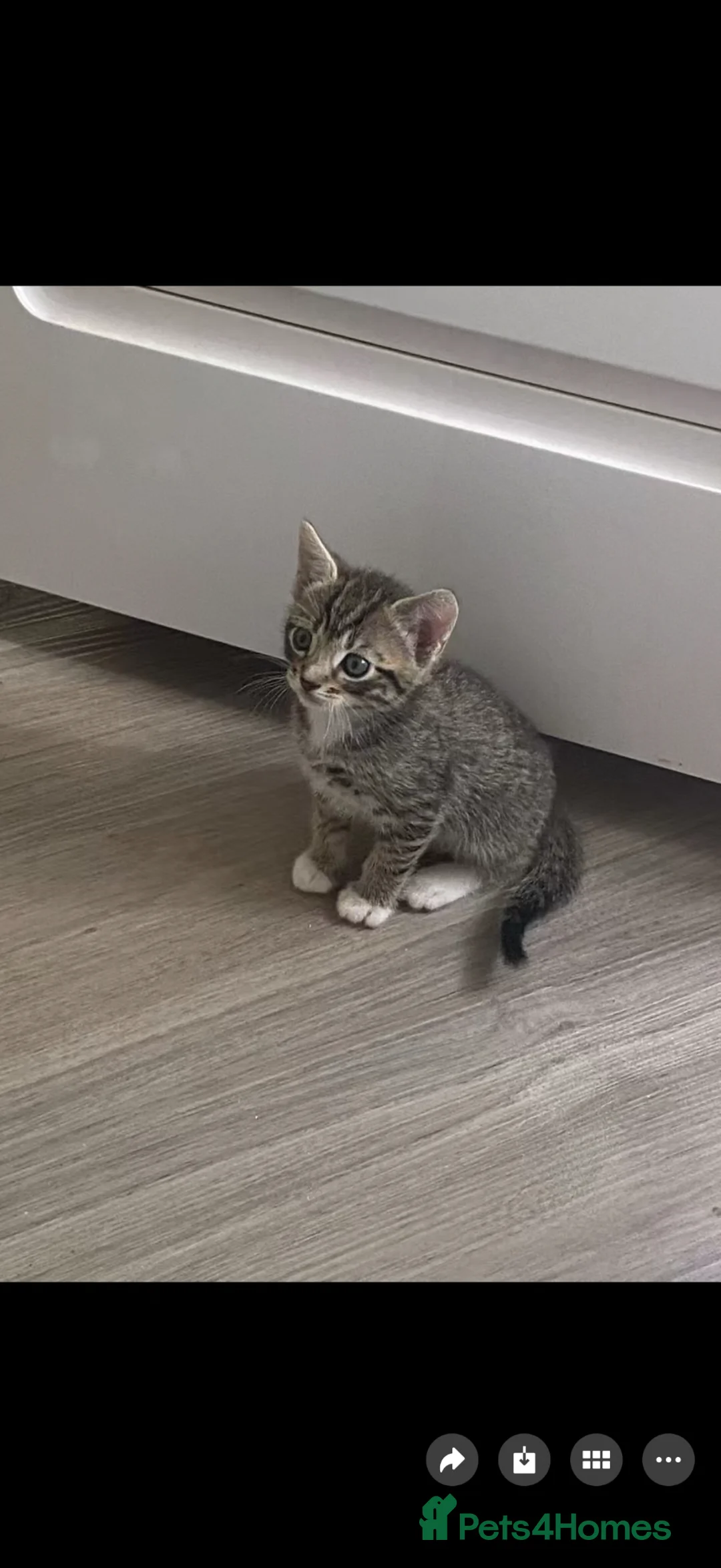 Mixed Breed cats for sale: Lovely kitten for sale  - Advert 2