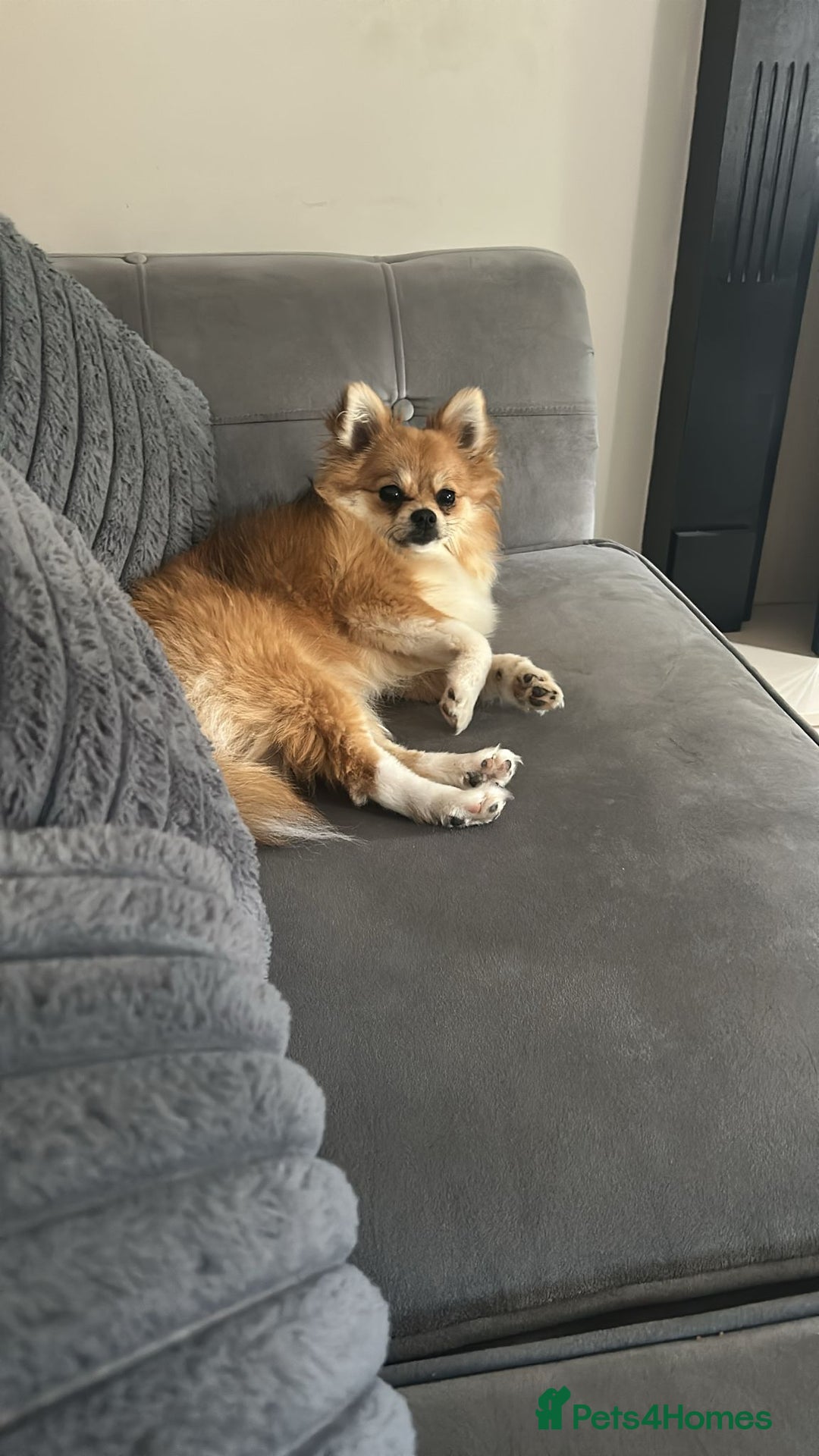 Pomeranian dogs for sale: Full pedigree Fox Pomeranian Female 10 months  - Image 4