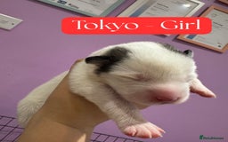 Mixed Breed dogs for sale: Siberian Husky cross Samoyed / Samusky - Image 4