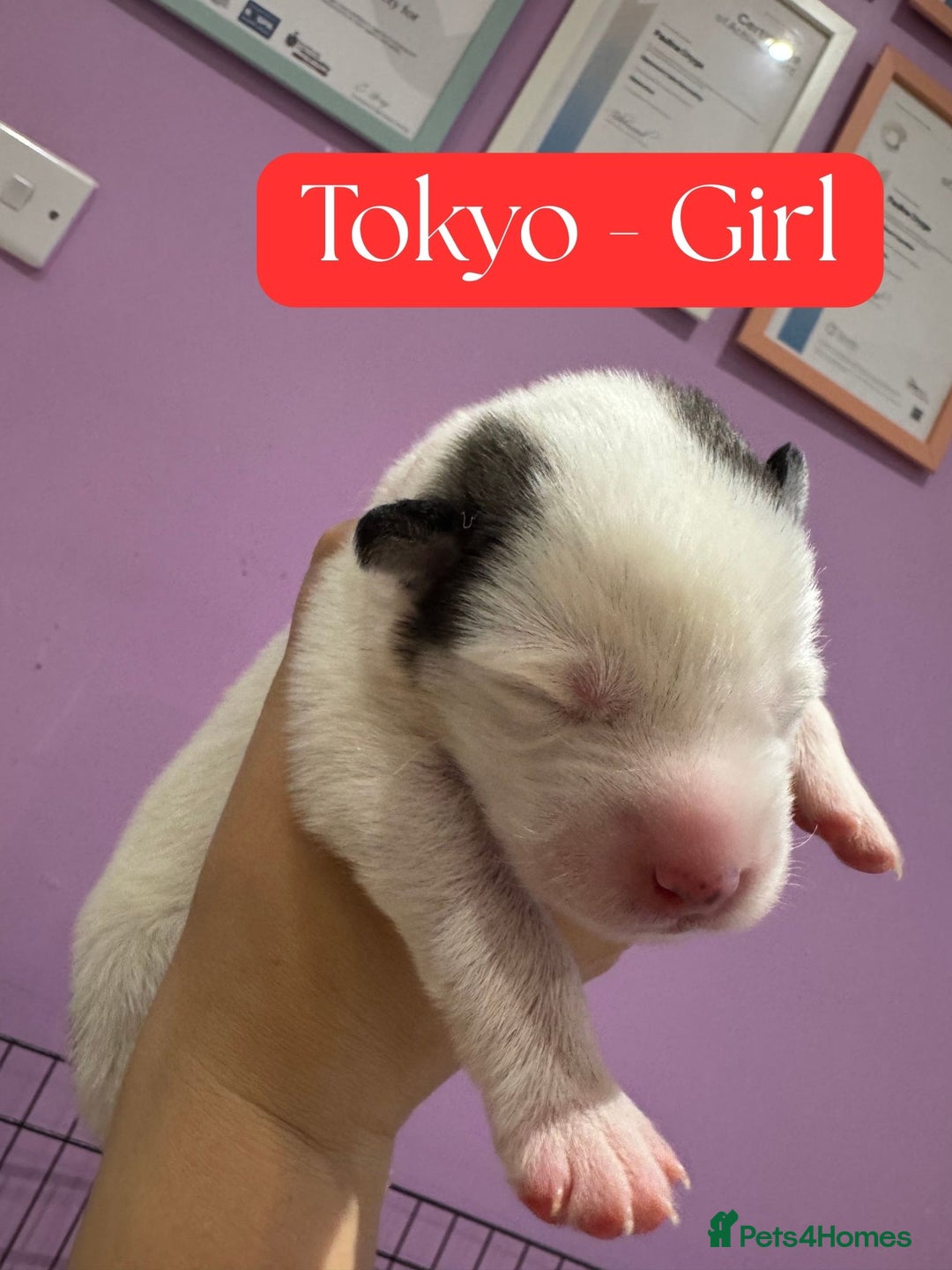 Mixed Breed dogs for sale: Siberian Husky cross Samoyed / Samusky - Image 4