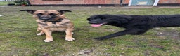Mixed Breed dogs for sale: German Shepherd Cross intact bitch dog - Advert 1