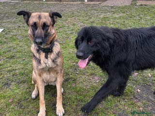 Mixed Breed dogs German Shepherd Cross intact bitch dog - Advert 2