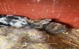 English Lop rabbits for sale: Beautiful bunnies in Pontefract - Image 27