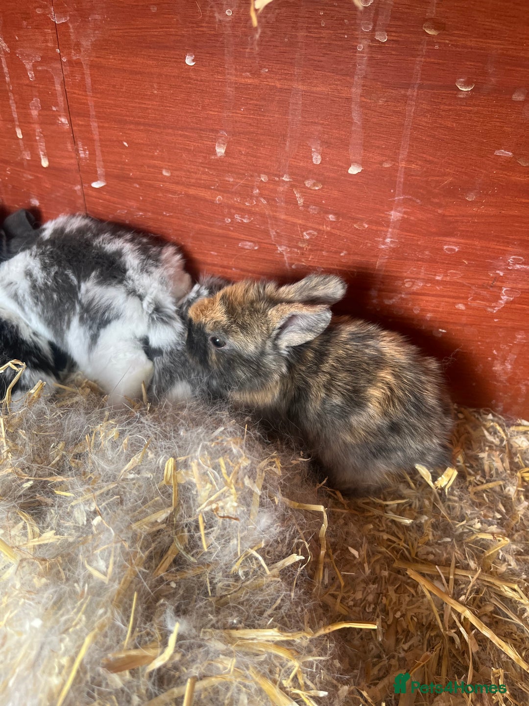 English Lop rabbits for sale: Beautiful bunnies in Pontefract - Image 27