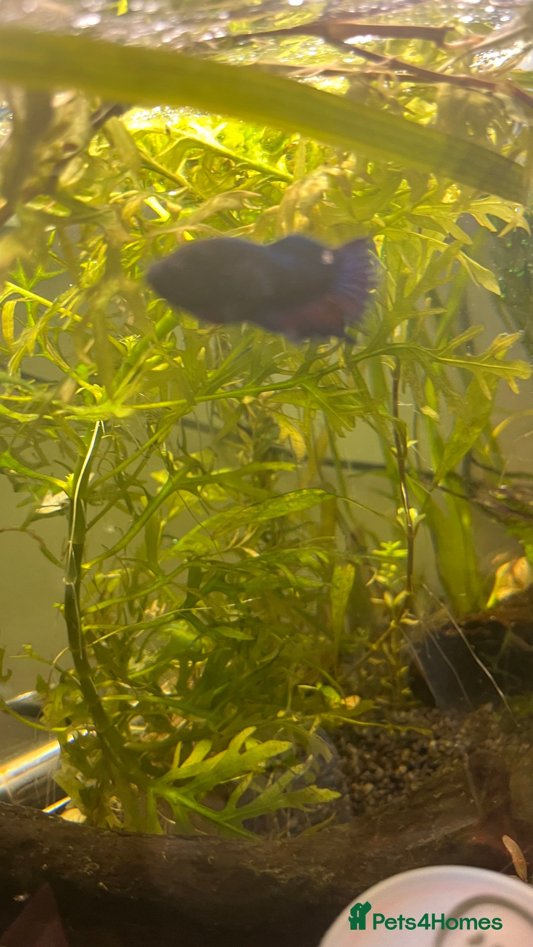 Bettas fish for sale: Female Betta fish looking for a new home  - Advert 2