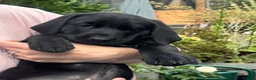 Labrador Retriever dogs for sale: *One black boy remaining* Labrador Puppies  - Advert 5