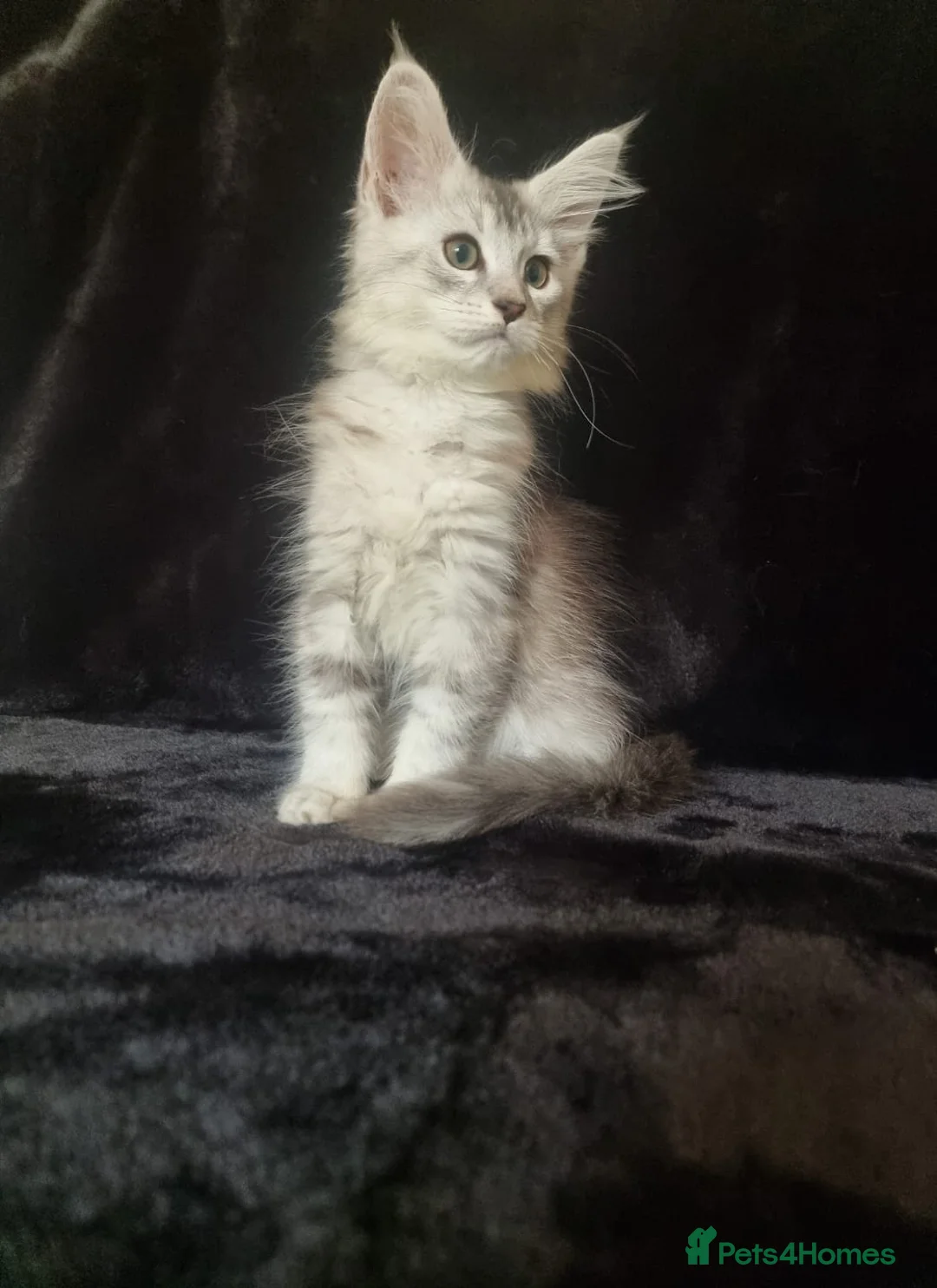 Maine Coon cats for sale: Active Tica Reg Maine Coone Kittens READY - Advert 14
