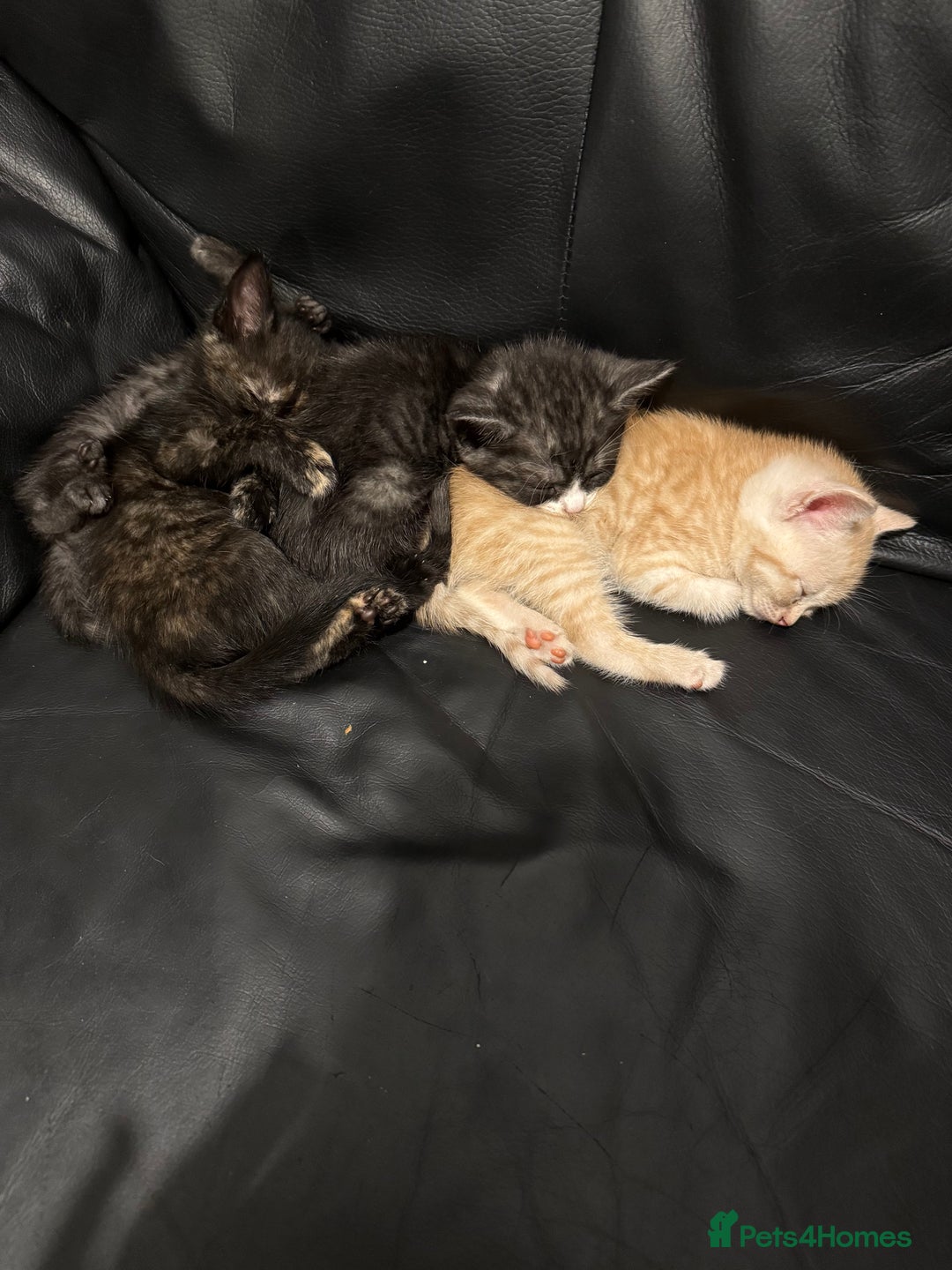 British Shorthair cats for sale: British Shorthair Cross Kittens  - Image 15