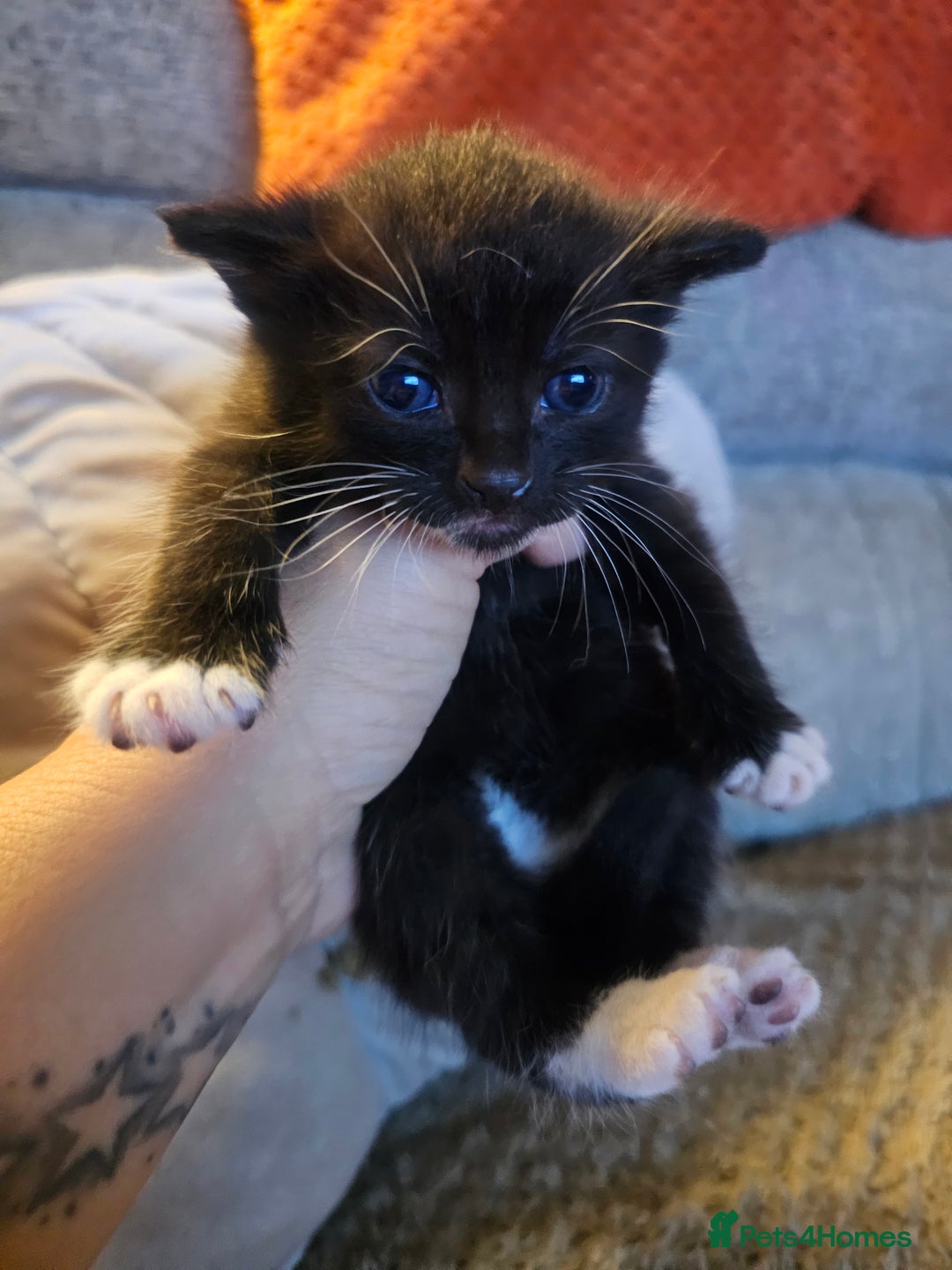British Shorthair cats for sale: Gorgeous black/white kittens  - Image 4