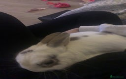 Netherland Dwarf rabbits for sale: Rabbit for sale (comes with his cage)  - Image 4