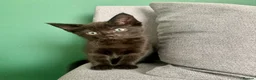 Mixed Breed cats for sale: Ragdoll mix mother - Advert 8