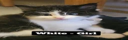Mixed Breed cats for sale: Fluffy kittens - Advert 3