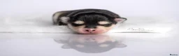 Pomsky dogs for sale: F4 Pomsky females from health tested parents - Advert 12