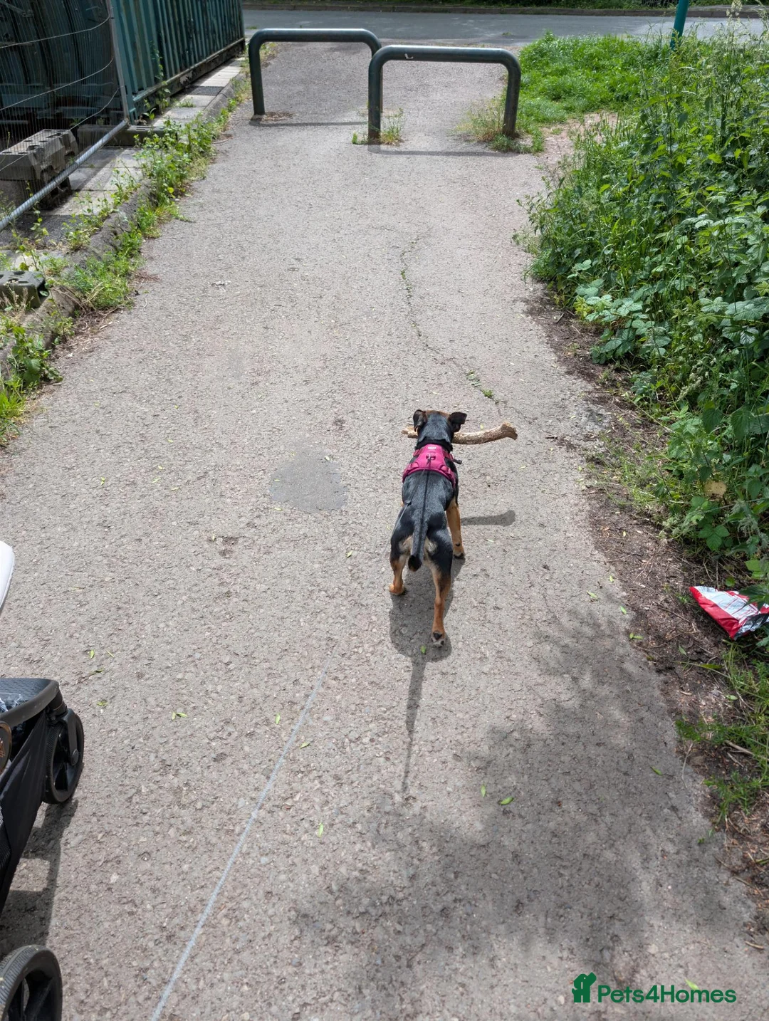 Mixed Breed dogs for sale: Piper - Beautiful loving dog in need of a new home - Advert 2