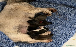 Shih Tzu dogs for sale: Beautiful pure Shih Tzu puppies 3 girls 3 boys  - Image 3