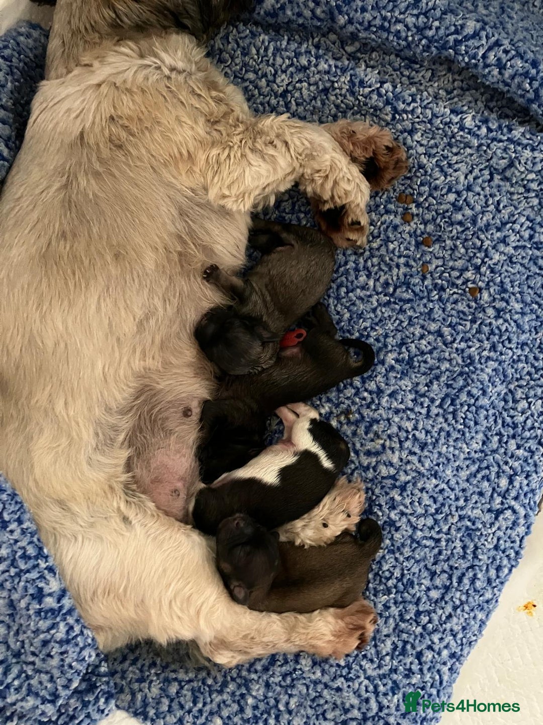 Shih Tzu dogs for sale: Beautiful pure Shih Tzu puppies 3 girls 3 boys  - Image 3