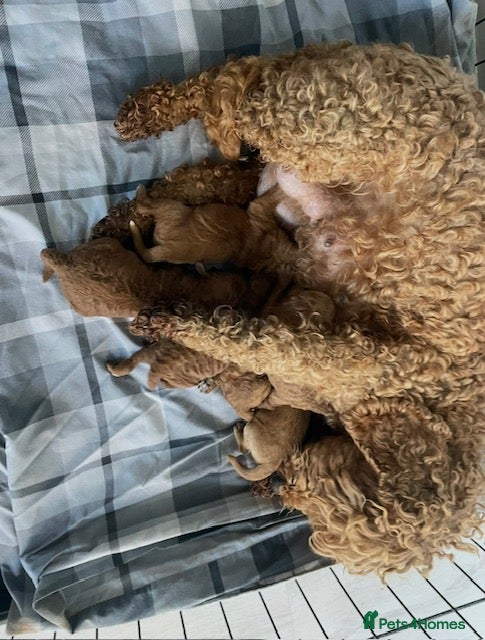 Cockapoo dogs *Stunning  litter of F2 cockapoo puppies*** - Advert 1