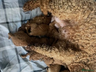 Cockapoo dogs *Stunning litter of F2 cockapoo puppies*** - Advert 1