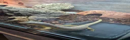 Skink reptiles for sale: Berber Skinks in Deeside - Advert 4