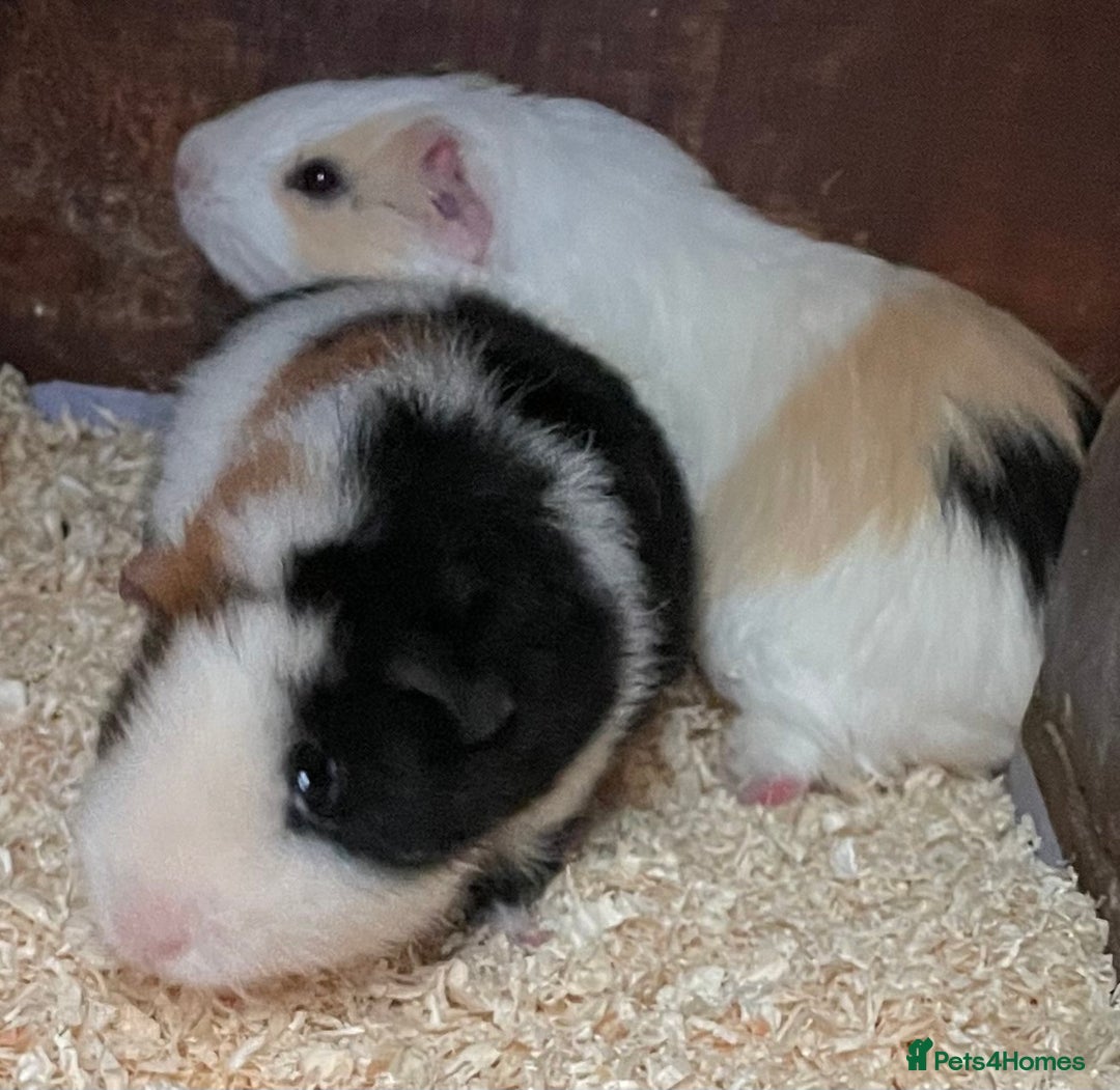 Guinea Pig rodents for sale: 2 bonded male guinea pigs - Advert 5