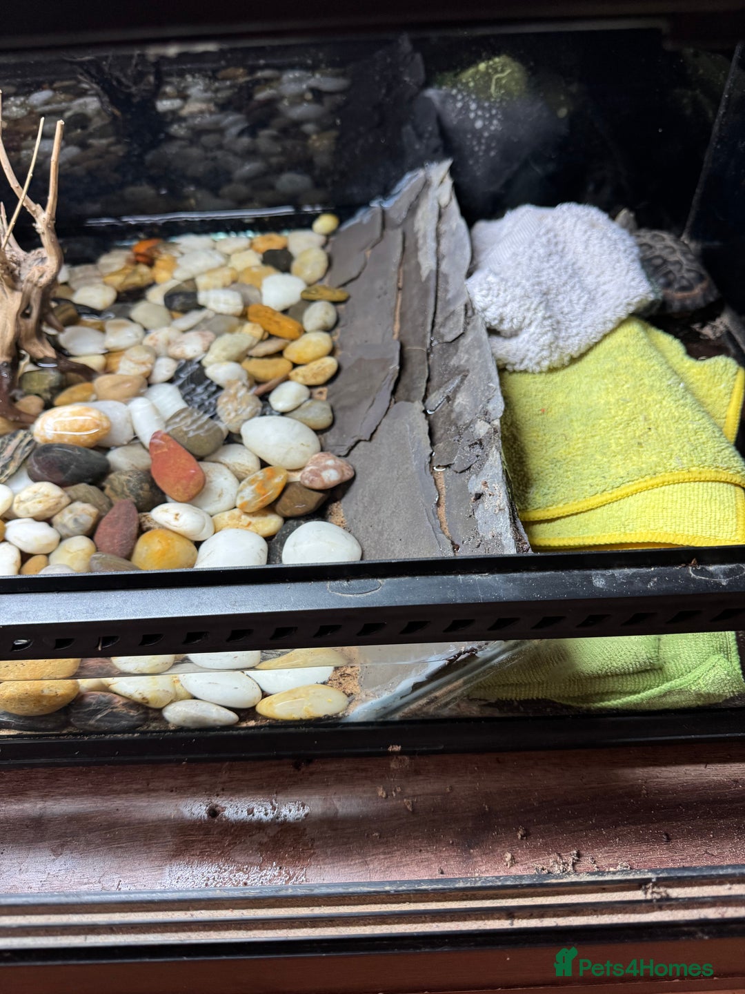 Turtle reptiles for sale: African dwarf mud turtles  - Advert 5