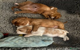 Cavalier King Charles Spaniel dogs for sale: Beautiful Ruby and Blenheim cavalier puppies - Image 4