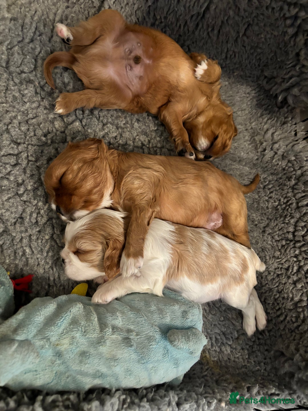 Cavalier King Charles Spaniel dogs for sale: Beautiful Ruby and Blenheim cavalier puppies - Image 4