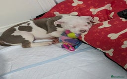 Mixed Breed dogs for sale: Micro Pocket bully  - Image 8