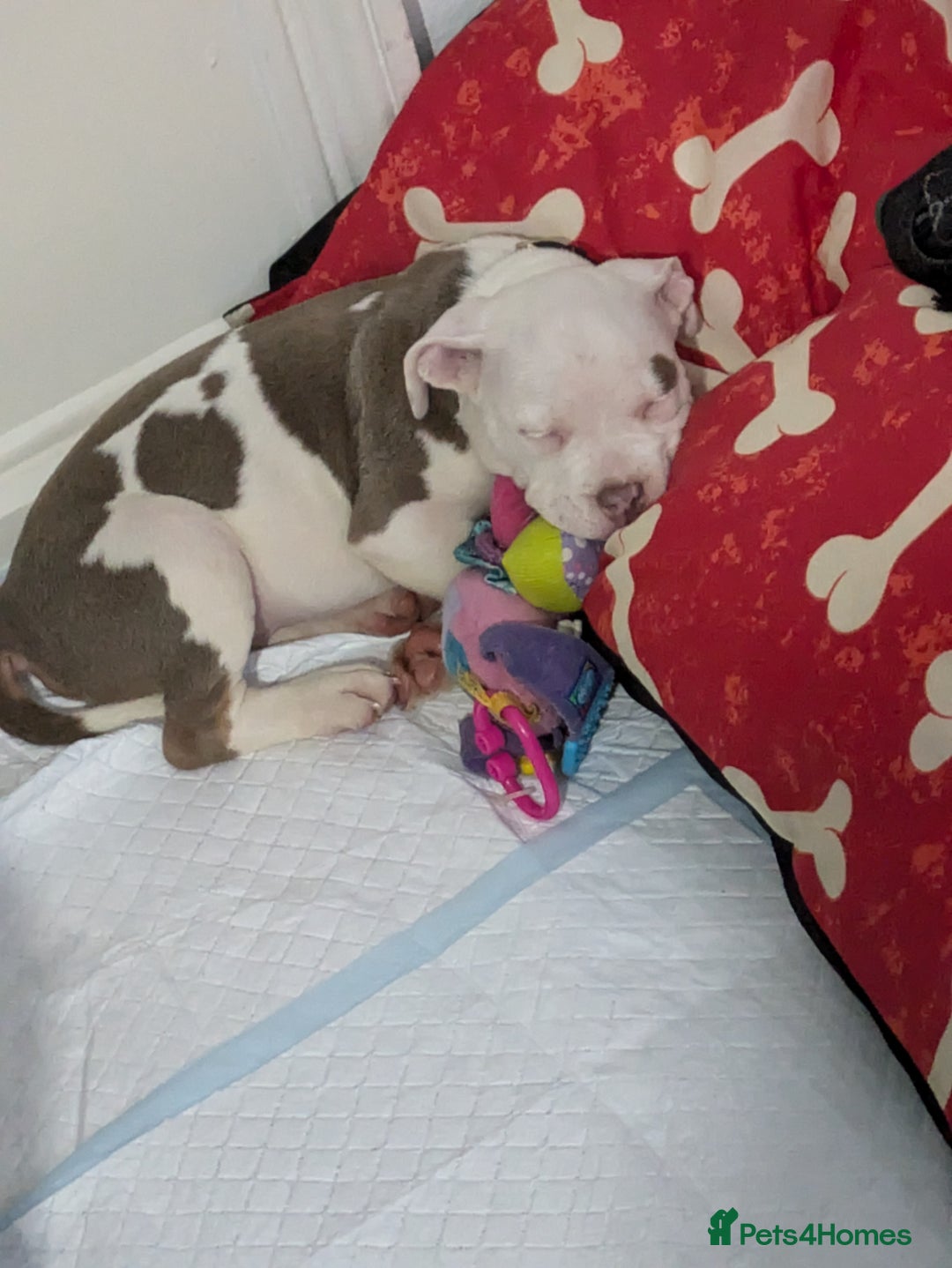 Mixed Breed dogs for sale: Micro Pocket bully  - Image 8