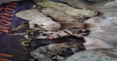 French Bulldog dogs 8 stunning french bulldogs - Advert 3