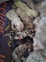 French Bulldog dogs 8 stunning french bulldogs - Advert 3