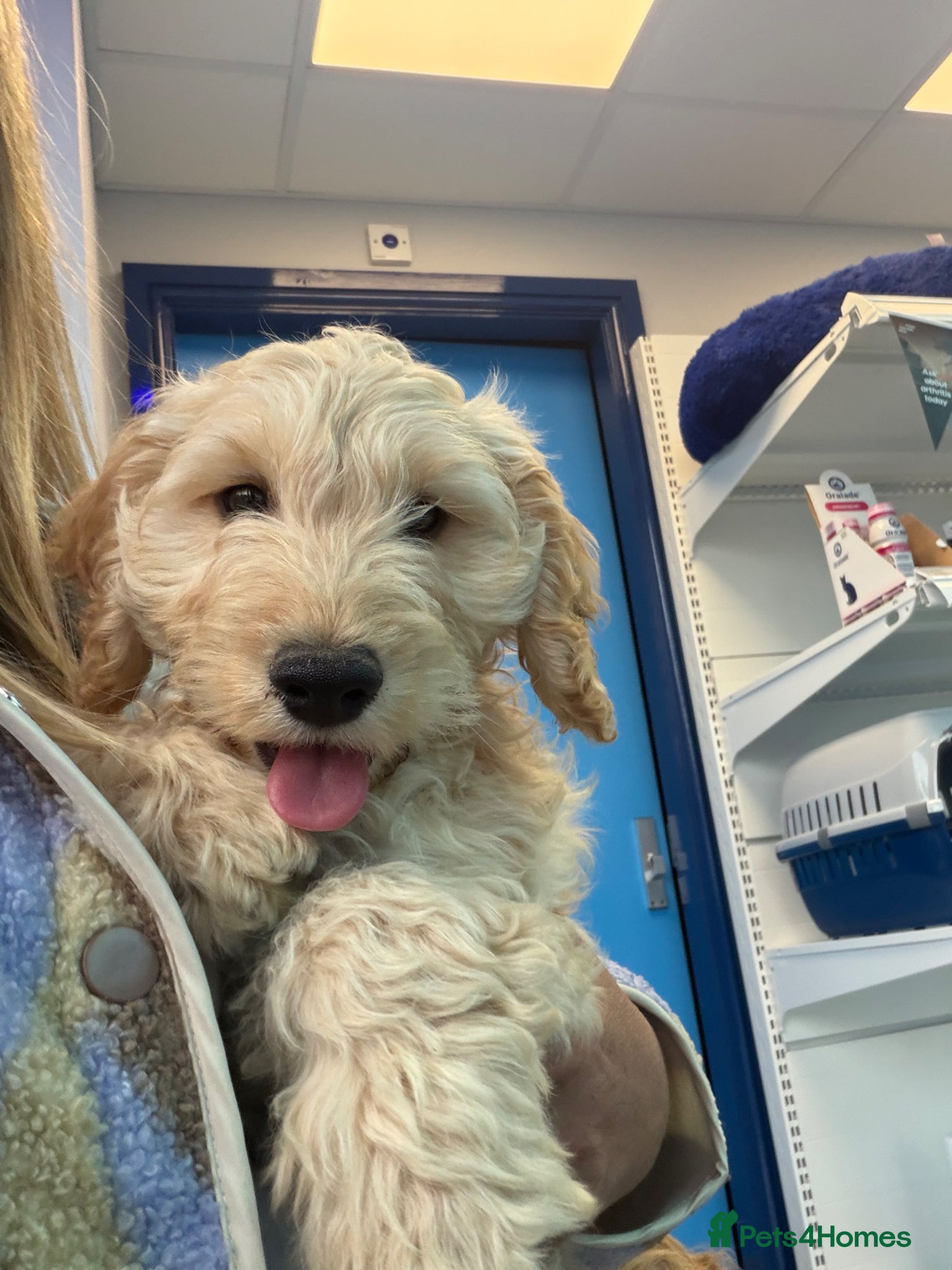 Cockapoo dogs Last boy Cockapoo F1 puppies for sale 🐶💙 - Advert 2