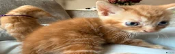British Shorthair cats for sale: Gorgeous Ginger Kittens - Ready to leave in Mansfield - Advert 15