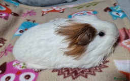 Guinea Pig rodents for sale: Two Stunning Sheltie Sows - Image 29