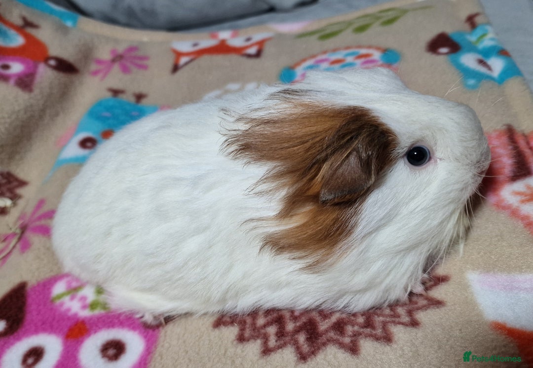 Guinea Pig rodents for sale: Two Stunning Sheltie Sows - Image 29