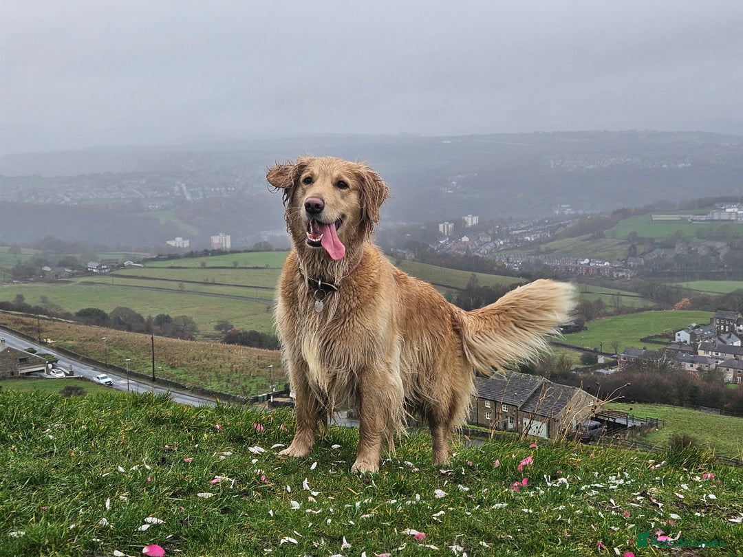 Golden Retriever dogs for sale: Golden Retriever Puppies for Sale - Advert 6