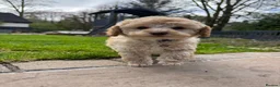 Toy Poodle dogs for sale: KC Registered Pedigree Toy Poodle Boy Ready Now - Advert 2