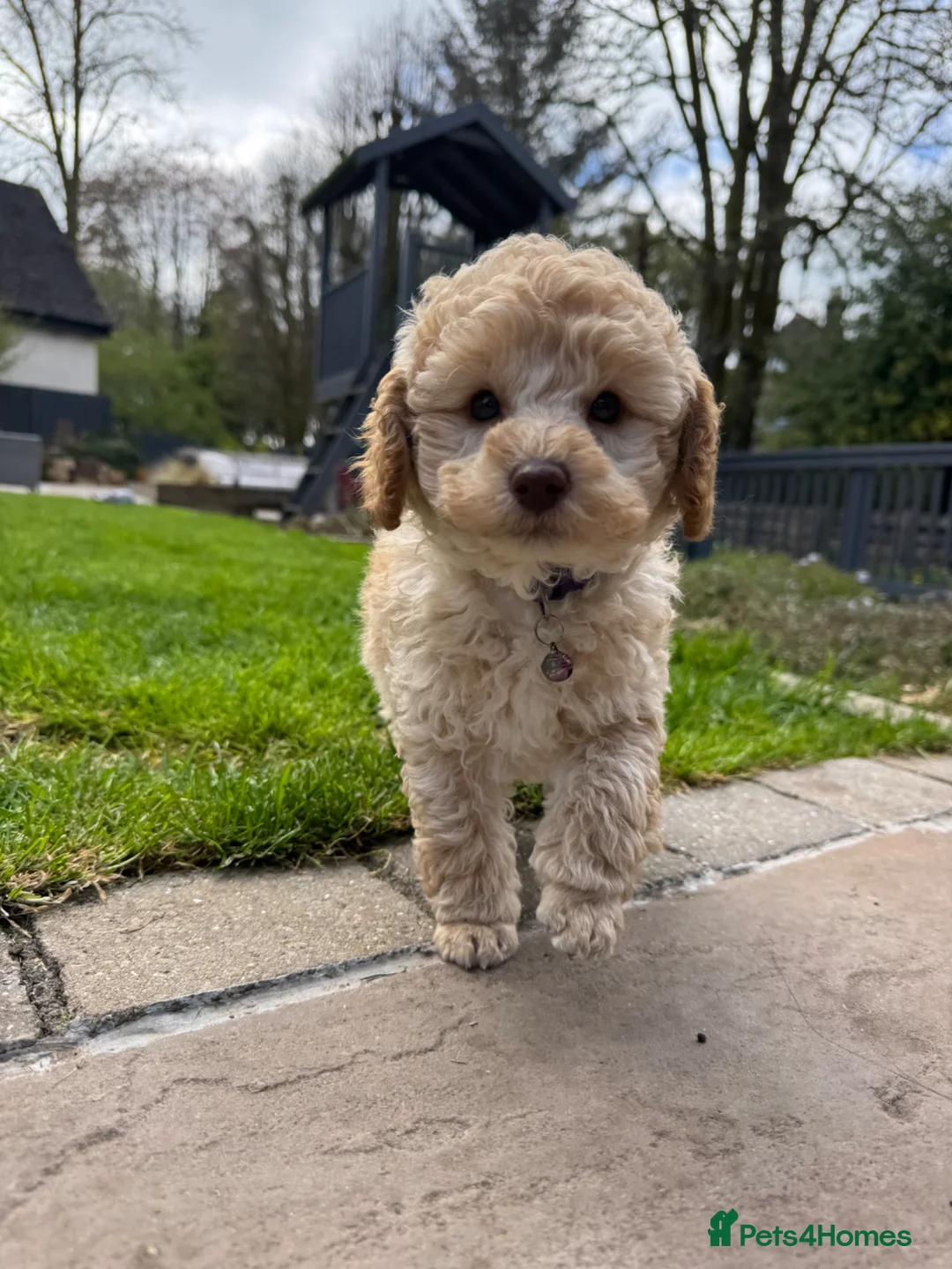 Toy Poodle dogs for sale: KC Registered Pedigree Toy Poodle Boy Ready Now - Advert 2