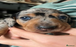 Miniature Dachshund dogs for sale: Gorgeous Miniature Daschund Puppies  - Image 5