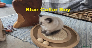 Ragdoll cats - Advert 1