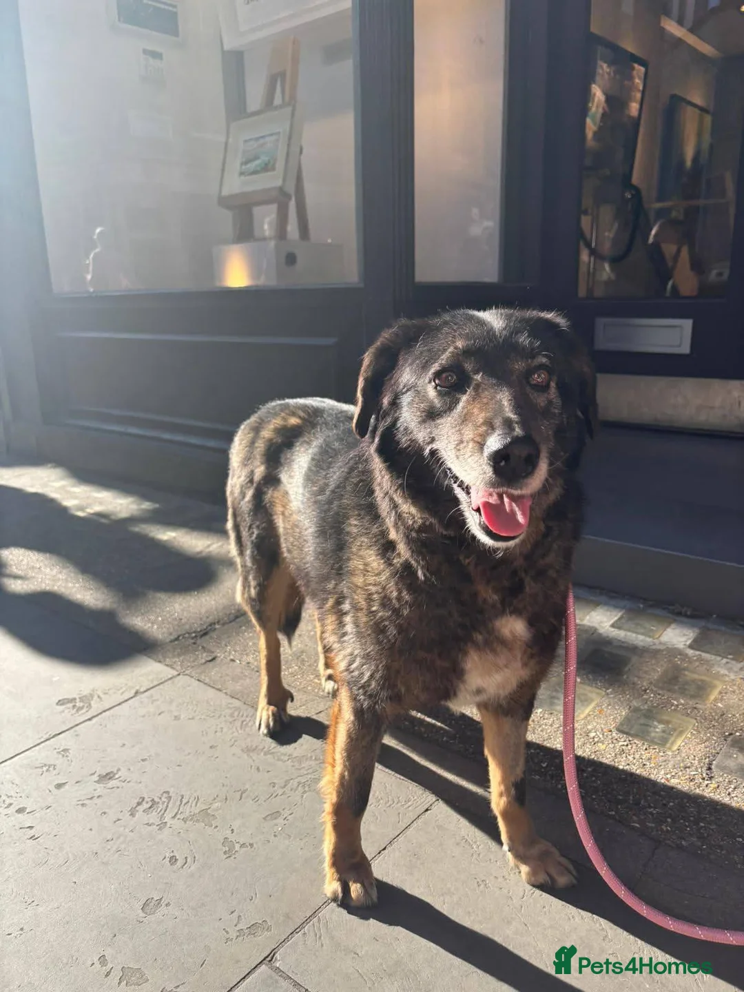 Mixed Breed dogs for adoption: Flower for adoption in London - Advert 1