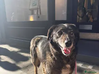 Mixed Breed dogs Flower for adoption - Advert 2