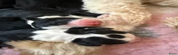 Sheepadoodle dogs for sale: Stunning Sheepadoodle puppies  in Stourbridge - Advert 11