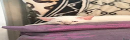 Siamese cats for sale: 🐾 Siamese kittens for sale 🐾 in Radstock - Advert 13