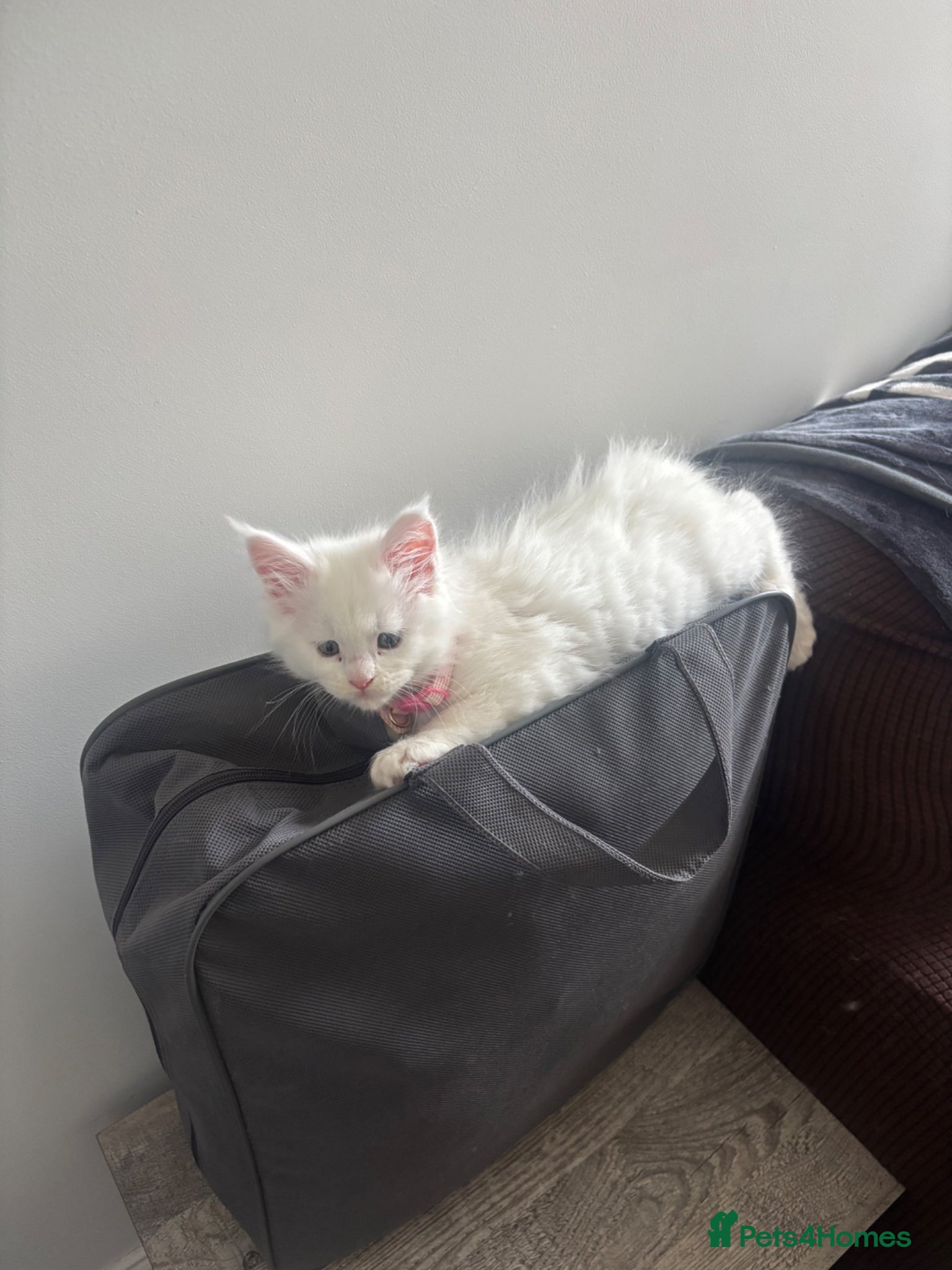 Maine Coon cats Gorgeous, XXL Russian Maine Coon kittens - Advert 2