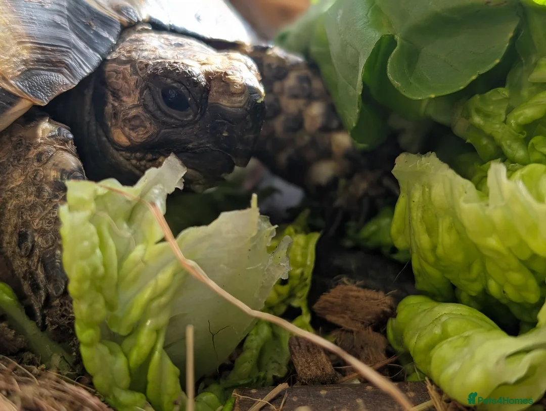 Tortoise reptiles for sale: Greek tortoise with all equipment in Manchester - Advert 1