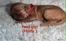 Mixed Breed dogs for sale: Ruby red cockaliers  - Advert 5