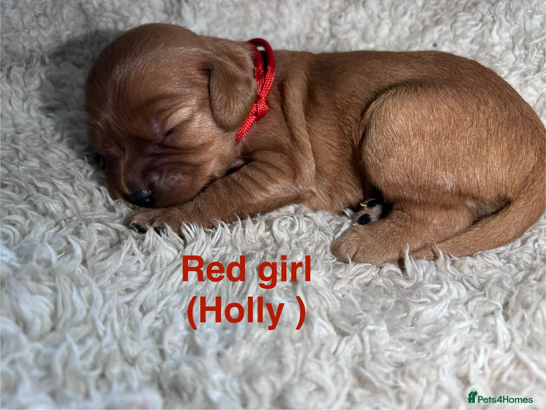 Mixed Breed dogs for sale: Ruby red cockaliers  - Advert 5