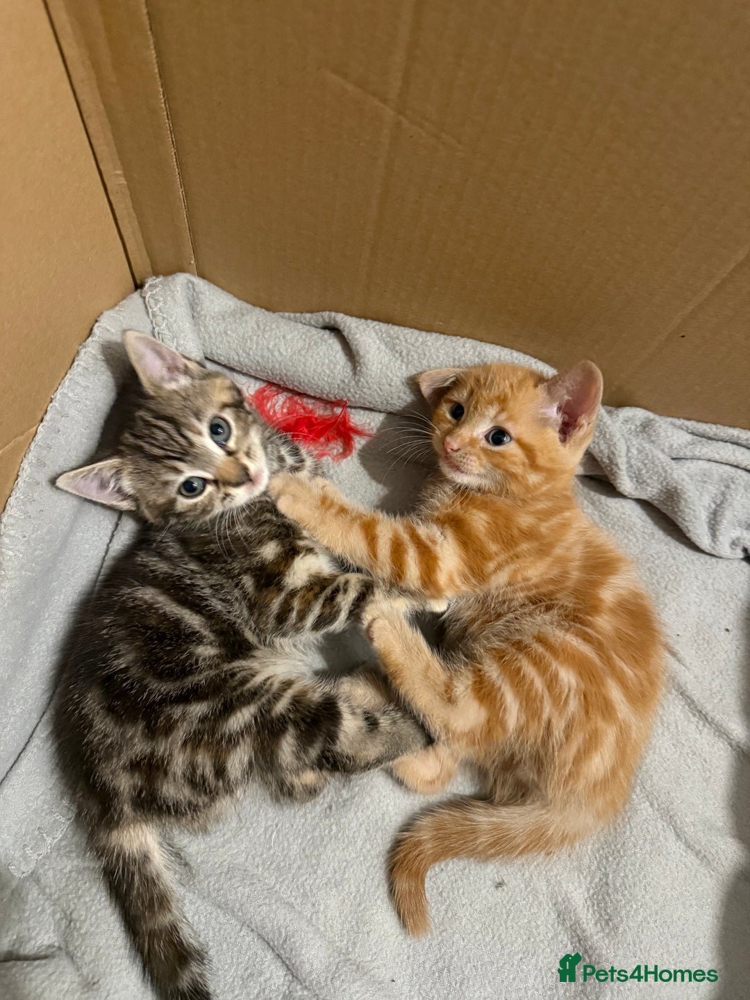 British Shorthair cats for sale: Gorgeous kittens  - Advert 24