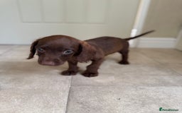 Doxiepoo dogs for sale: Daxi poos - Image 13
